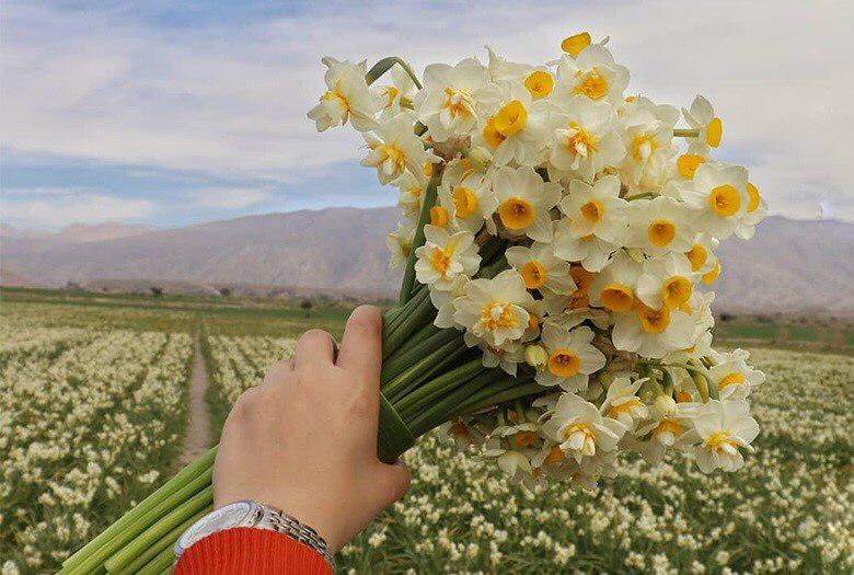 پیاز گل نرگس شیراز