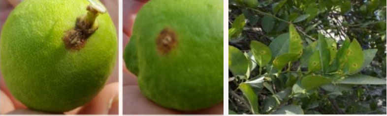 علایم شانکر در برگ لیمو