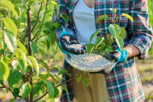 بهترین کود درختان میوه در بهار